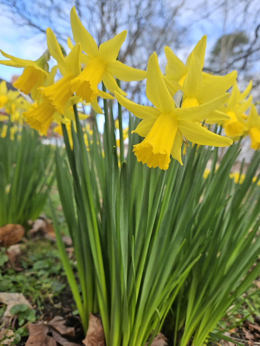 Daffodils for March 1st St Davids Day