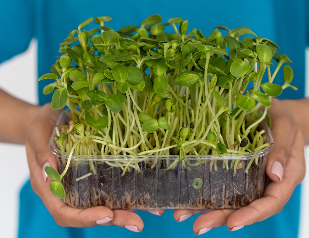 Microgreens in a tray