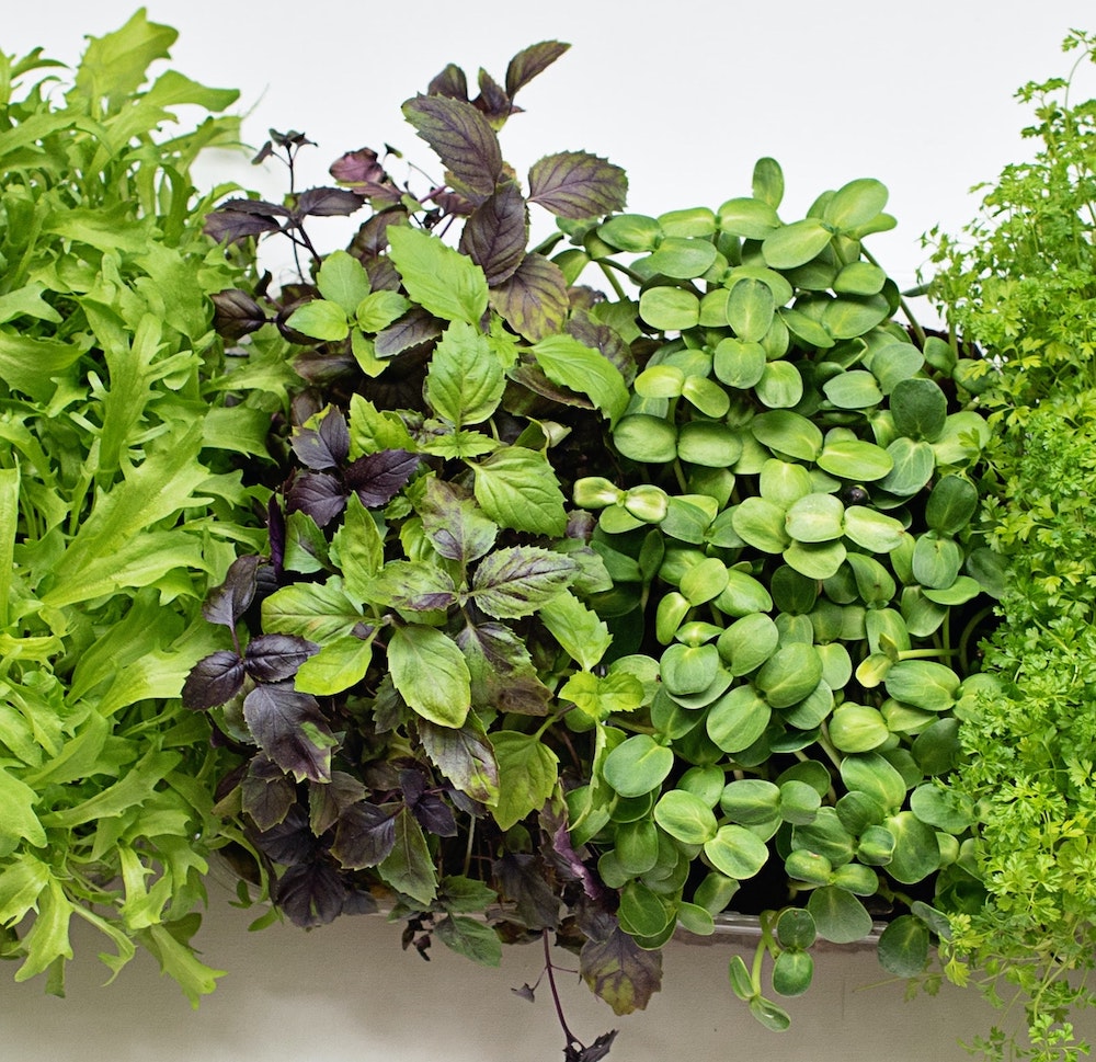 Several types of microgreens