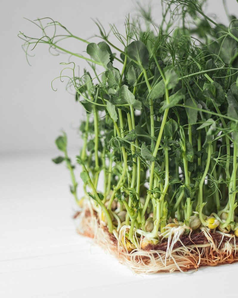 Microgreens Picture