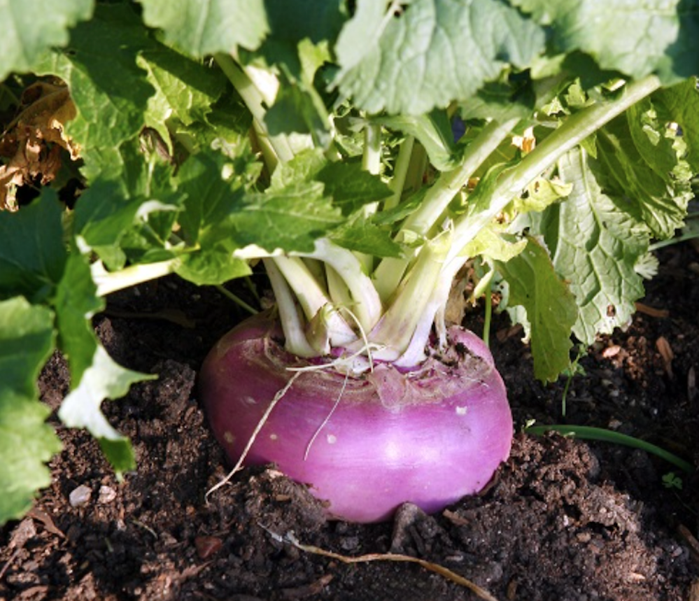 Milan Purple Top turnip picture