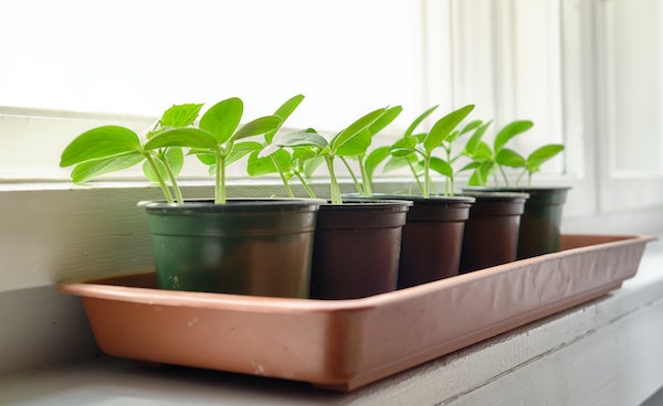 Cucumbers Seedlings in black tray on windowsill Usefulgear Blog April