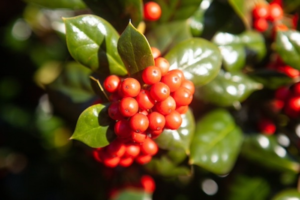 Gardening Hints & Tips December